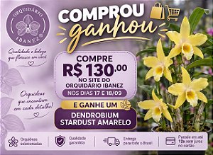 DEMDROBIUM STARDUST AMARELO