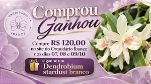 DENDROBIUM STARDUST BRANCO