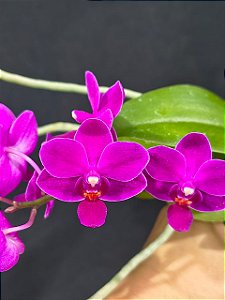 PHALAENOPSIS MALTA PINK