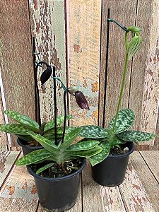 Kit com 3 unidades de paphiopedillum ( hibridas ) plantas adultas
