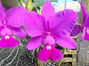 CATTLEYA WALKERIANA CAROLA X C. WALKERIANA CAPELINHA
