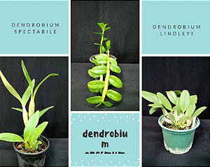 Kit com 3 Dendrobium anosmum, spectabile, lindley plantas aptas para  floração - Orquidario Ibanez