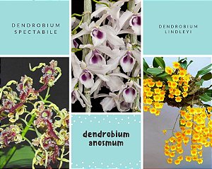 Kit com 3  Dendrobium anosmum, spectabile, lindley plantas aptas para floração