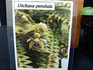 Orquidea Dichaea Pendula