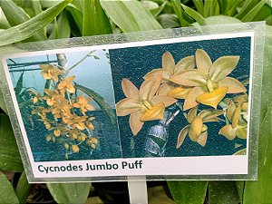 Cycnodes Jumbo Puff