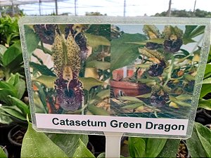 Catasetum Green Dragon e Catasetum Tupã (Cirrhaeides x Catasetum Denticulatum )
