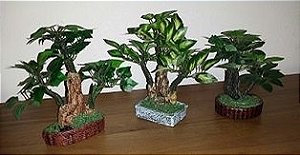 Mini bonsai