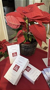 Cápsulas de Café - Bourbon Amarelo - Nova Cintra