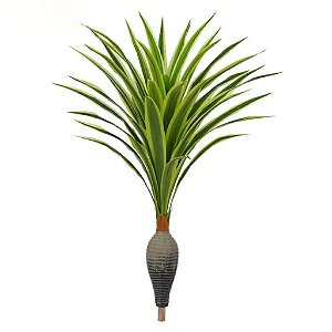 Dracena Garrafa Real Toque x37 verde creme 1,2M