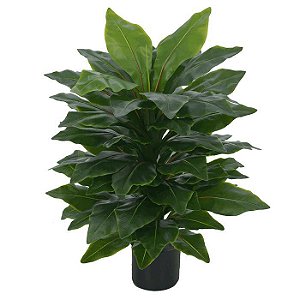 Planta Asplênio Real Toque c/ pote x67 80cm