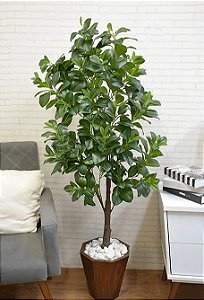 Árvore Clusia Permanente x470 1,5m REAL TOQUE Verde