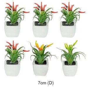 Suculenta Pimenta Colorida com 6 unidades