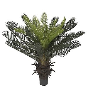 Palmeira Cycas x28 Planta Permanente 60cm