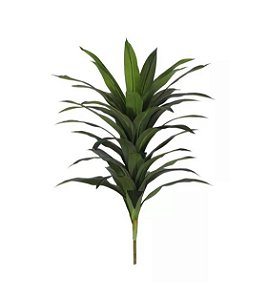 Planta Permanente Dracena Real Toque 1,8m (Apenas a Planta)