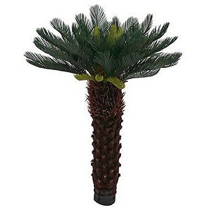 Palmeira Cycas x55 1m Planta Permanente