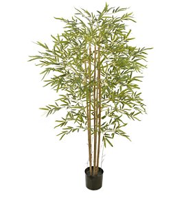 Bambu Real Toque 1,5m c/ pote X1800 Planta Permanente
