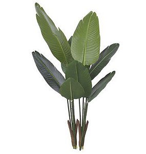 Bananeira de Jardim Permanente x8 Verde 1,2m (SEM POTE)