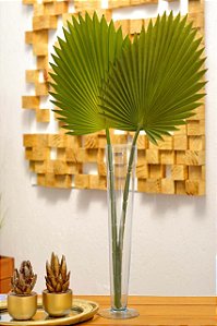 2 HASTES FOLHA LATANIA VERDE 2 TONS (Apenas a Planta)