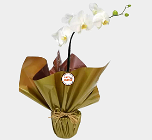 Arte Orquídea Especial