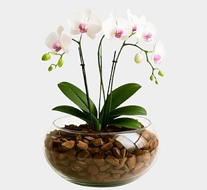 Orquídea Artificial Branca no Vaso