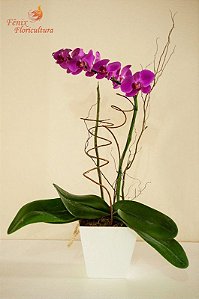 Deslumbrante Phalaenopsis pink no Vaso
