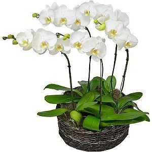 Sofisticadas Jardim orquideas phalaenopsis branca