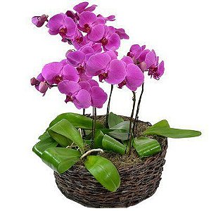 Sofisticadas Jardim orquídeas phalaenopsis pink