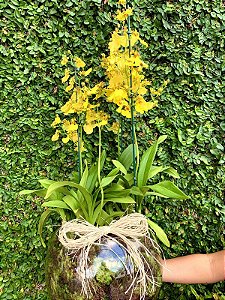 Trio de Orquídea Chuva de ouro no vaso de vidro