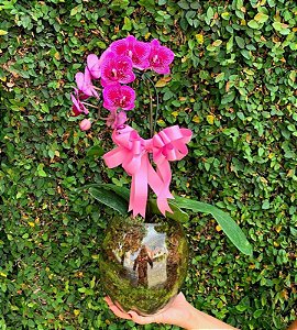 Mini Phaleonopsis No Vaso de Vidro