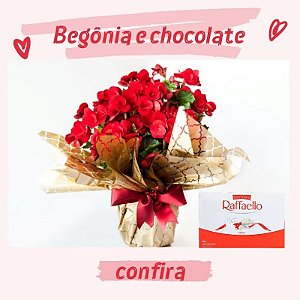 Begônia com Chocolate Rafaello