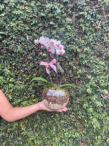 Mini orquídea rara Semi alba em vaso de vidro