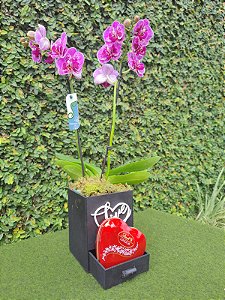 Mini Orquídea Phalaenopsis lilás Love com lindt
