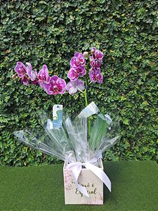 Mini Orquídea Phalaenopsis Cachepot