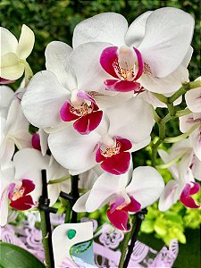 Mini orquídeas phalaenopsis semi alba Decorada