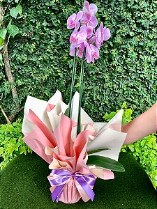 orquídea phalaenopsis reta lilás 2 hastes