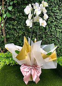 Orquídea phalaenopsis branca de 2 hastes