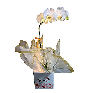 Luxuosa Orquídea Phalaenopsis Decorada com Fios de Fada