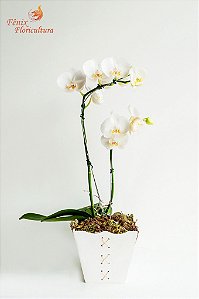 Deslumbrante Phalaenópsis Branca 2 Hastes no Vaso