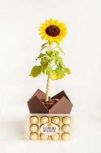 Girassol com chocolate Ferrero Rocher