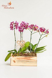 Lindas Phalaenopsis Mescladas