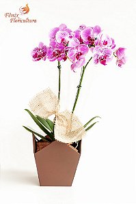 Luxuosa Orquídea Exótica