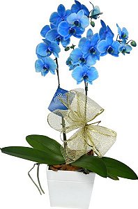 Orquídea  phalaenopolis Azul Místico
