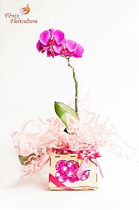 Orquídea Phalaenopsis Pink Presente Com Chocolate