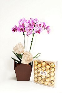 Orquídea Phaleonopsis Exótica com Chocolate