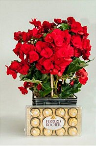 Begonia Vermelha com Ferrero rocher 150g