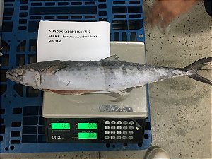 Serra Spanish Mackerel - Amazon Export 