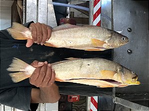 Pescada Amarela  - Cynoscion Acoupa - Golden Croaker