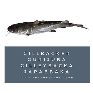Gillbacker Gurijuba Gilleybacka Jarabbaka Amazon Export