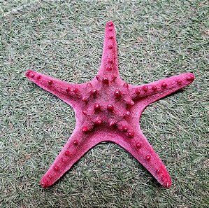 ESTRELA DO MAR