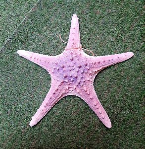 ESTRELA DO MAR